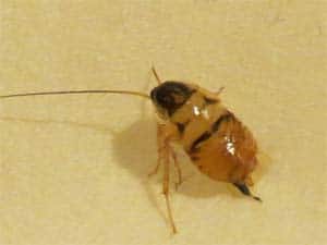 disinfestazione insetti blattella germanica bologna e modena