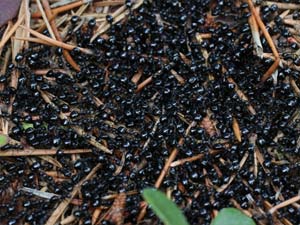 disinfestazione formiche a bologna