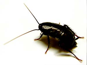 disinfestazione scarafaggi a modena