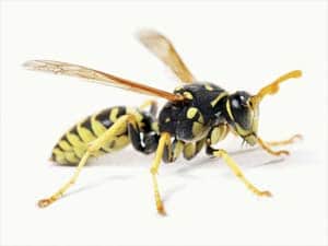 disinfestazione vespe bologna 