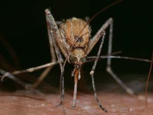 disinfestazione insetti zanzare bologna e modena