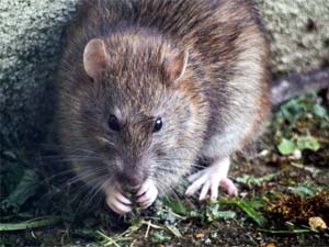 disinfestazione e derattizzazione topi e ratti a bologna 