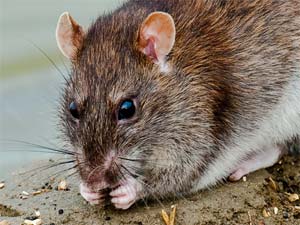 Disinfestazione topi e ratti a Modena